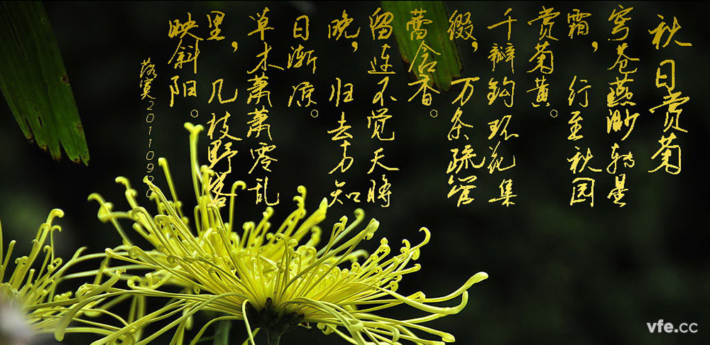 霜降賞菊 霜降賞菊